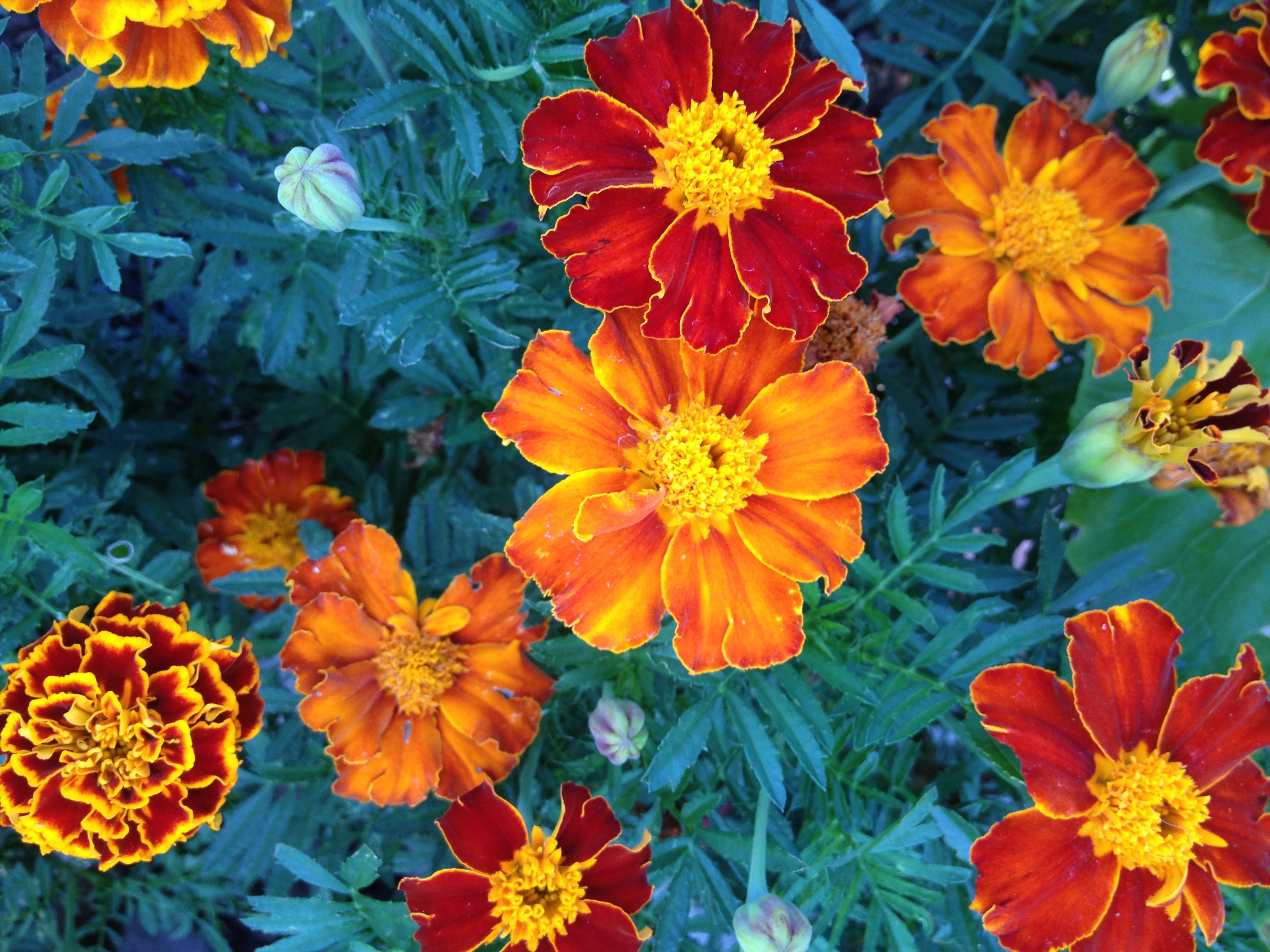 25+ Pink Marigold Seeds - Easy To Grow Garden Flowers - Free Shipping USA