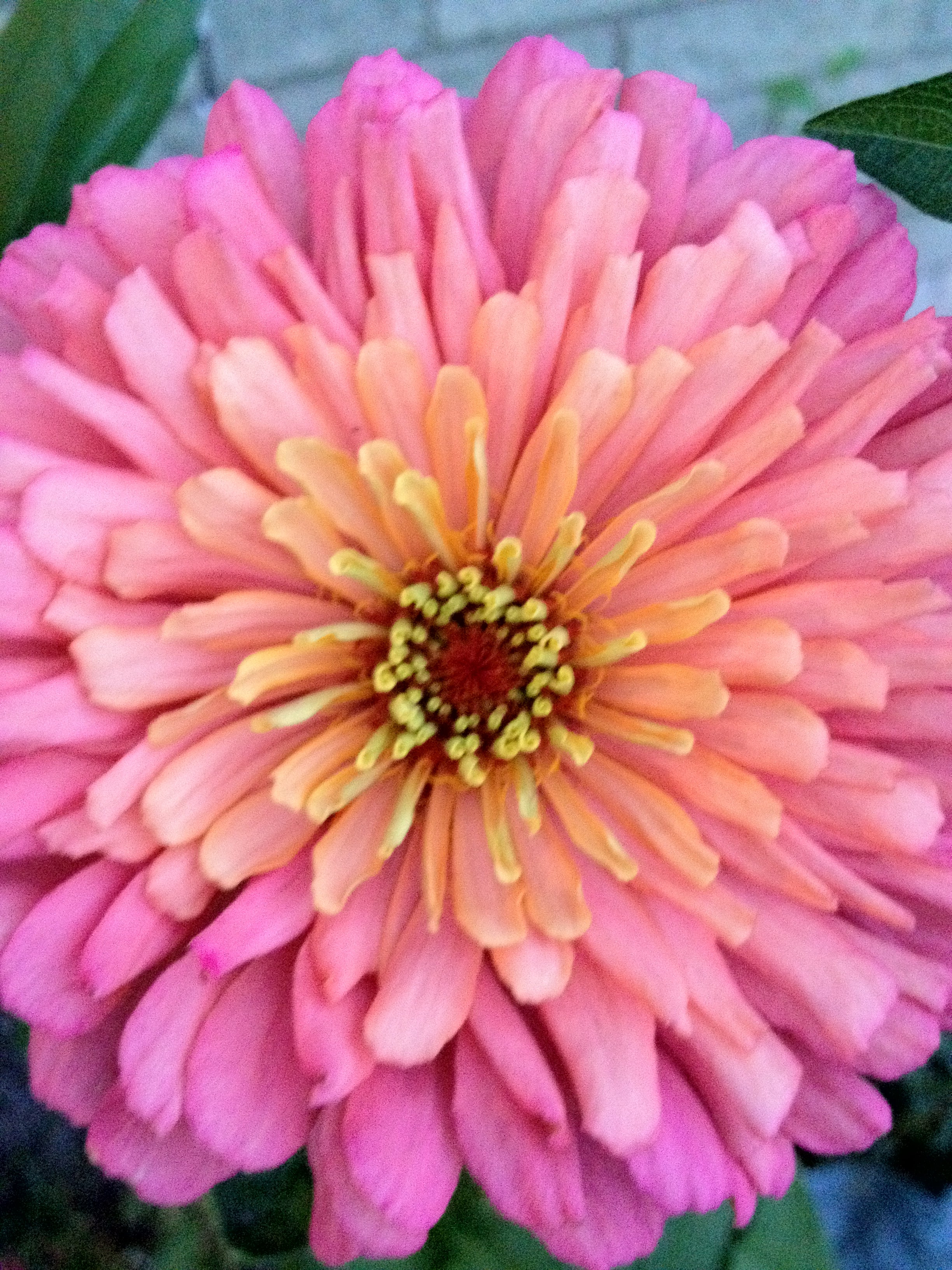 Zinnia Flower Seeds - New Earth Seeds
