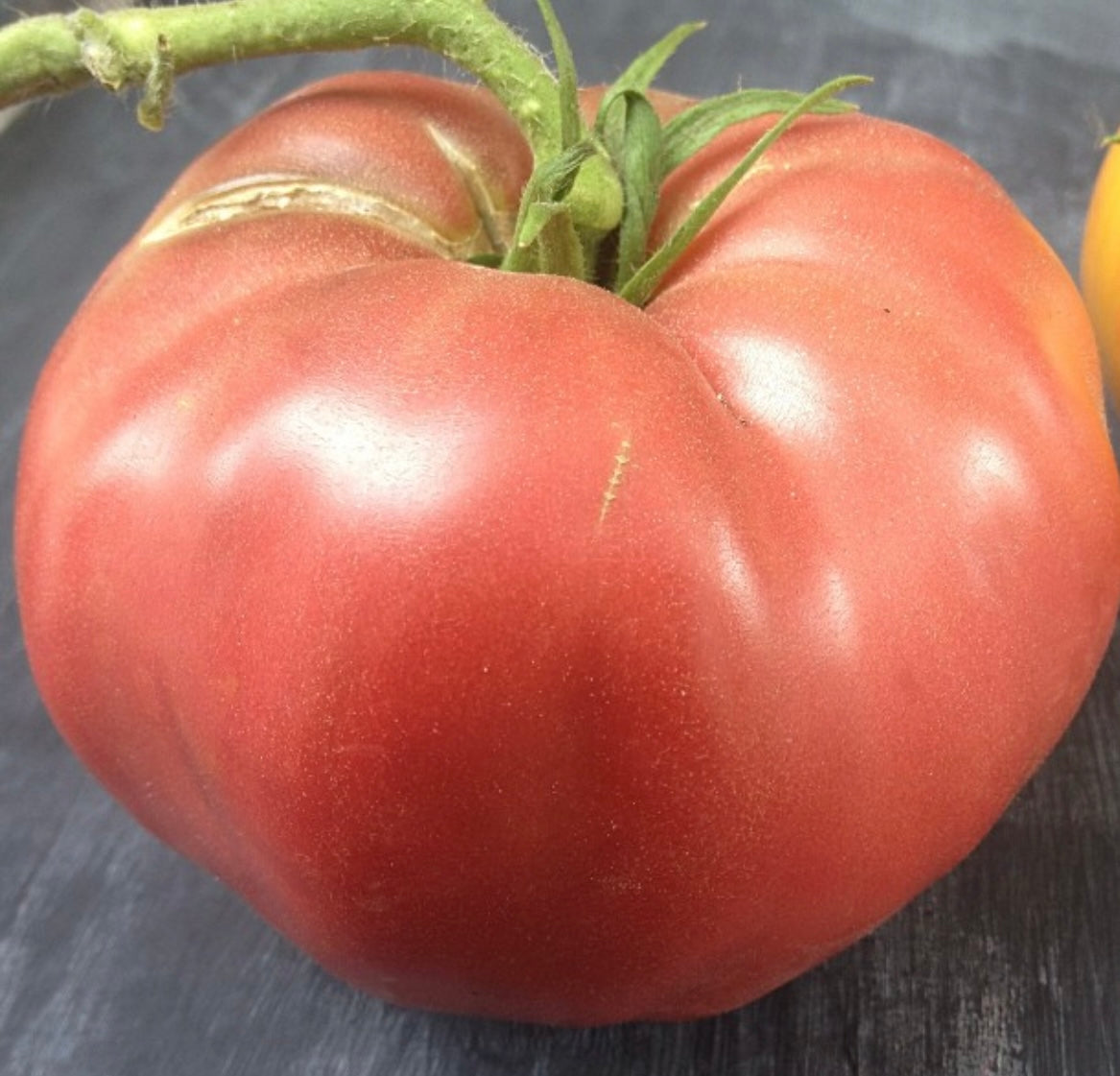Dr Lyle's Beefsteak Tomato