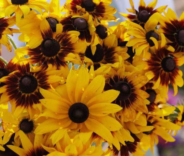 Gloriosa Mix Rudbeckia Seeds