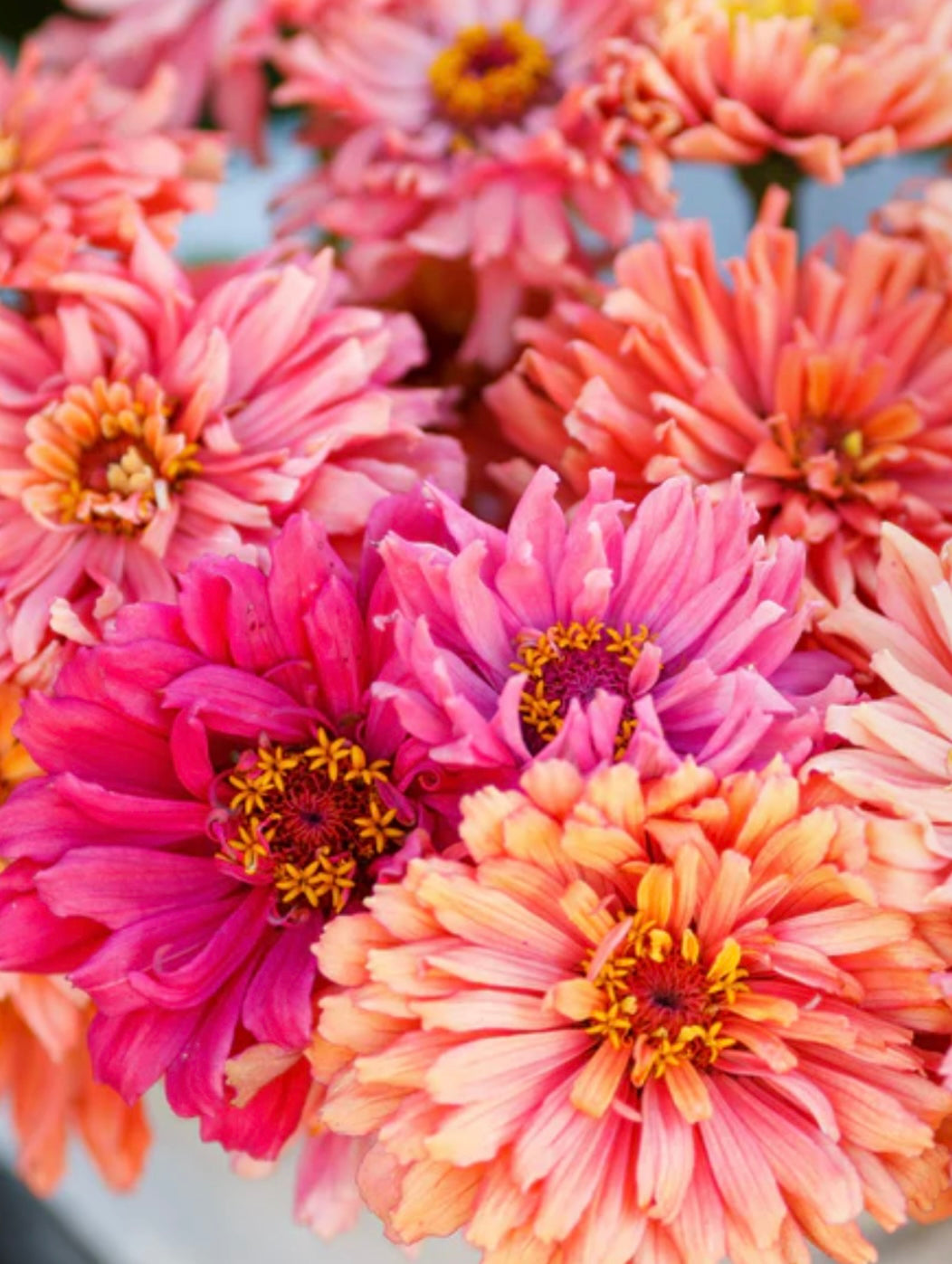 Senorita Pink Mix Zinnias | Heirloom Flower Seeds