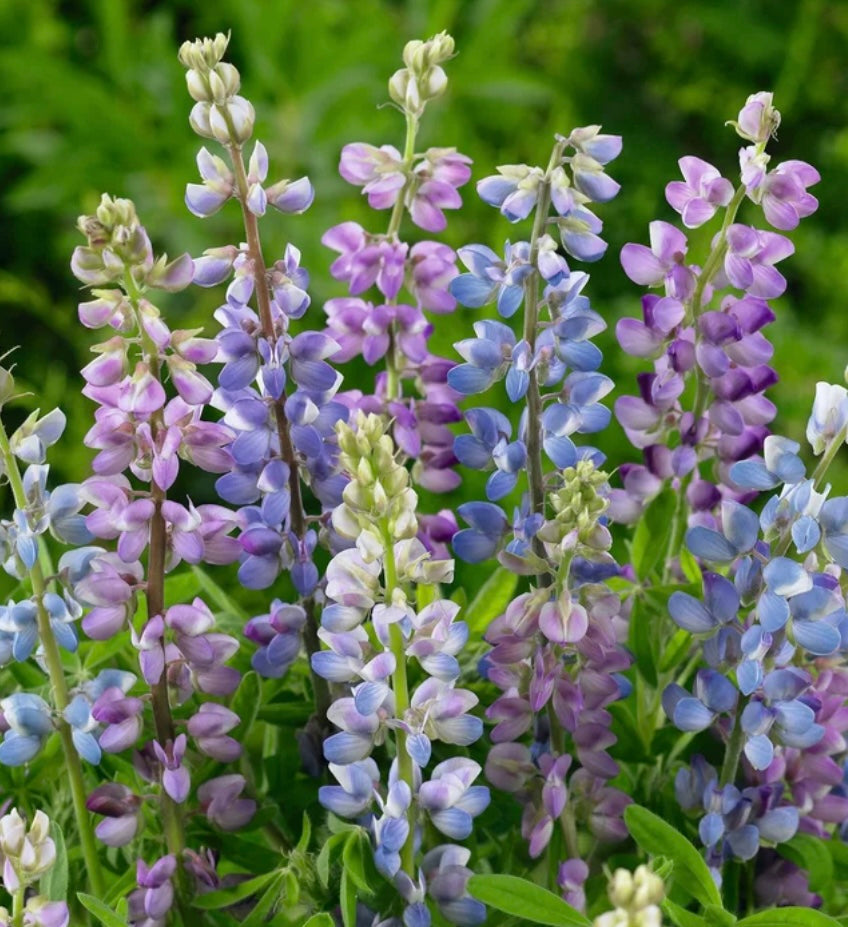 Hartwegii Mix Lupine seeds