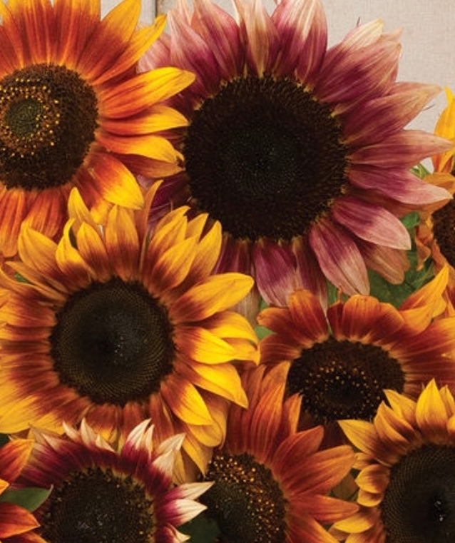 Beauty Sunflower Seeds