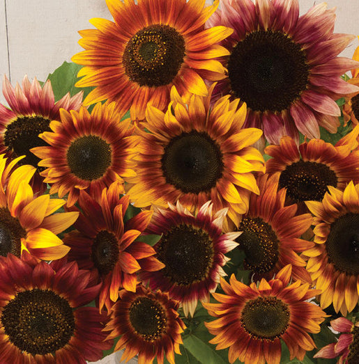 autumn plant seeds Beauty Sunflower Seeds - Easy to Grow Flowers