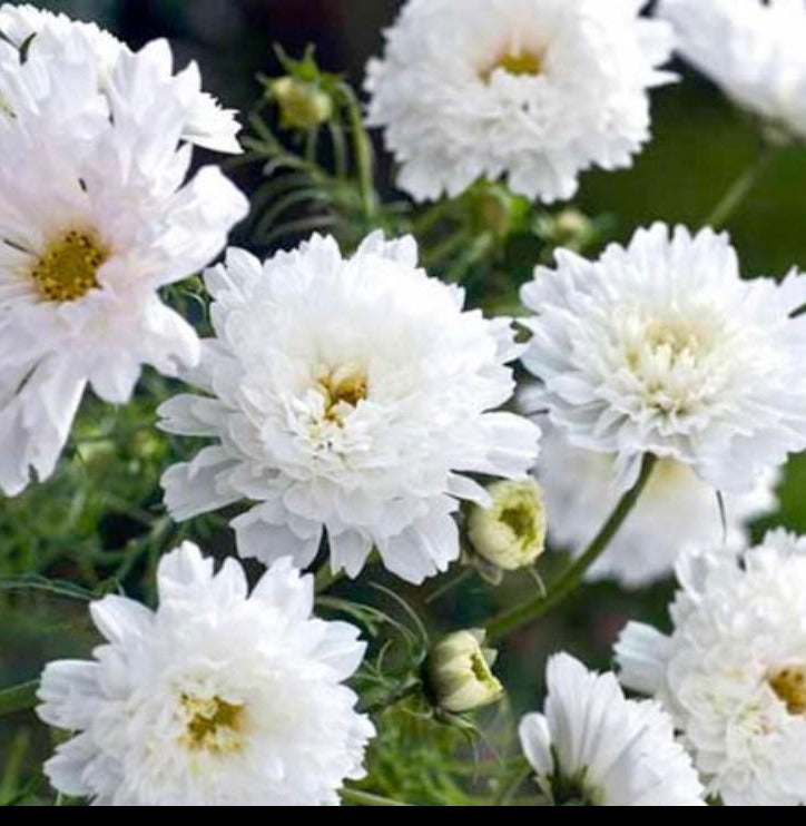 cosmos double click white flowers from seed in white