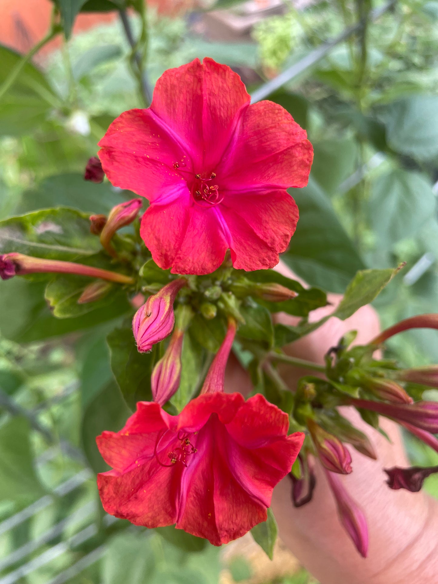Hot Pink Four O'Clocks