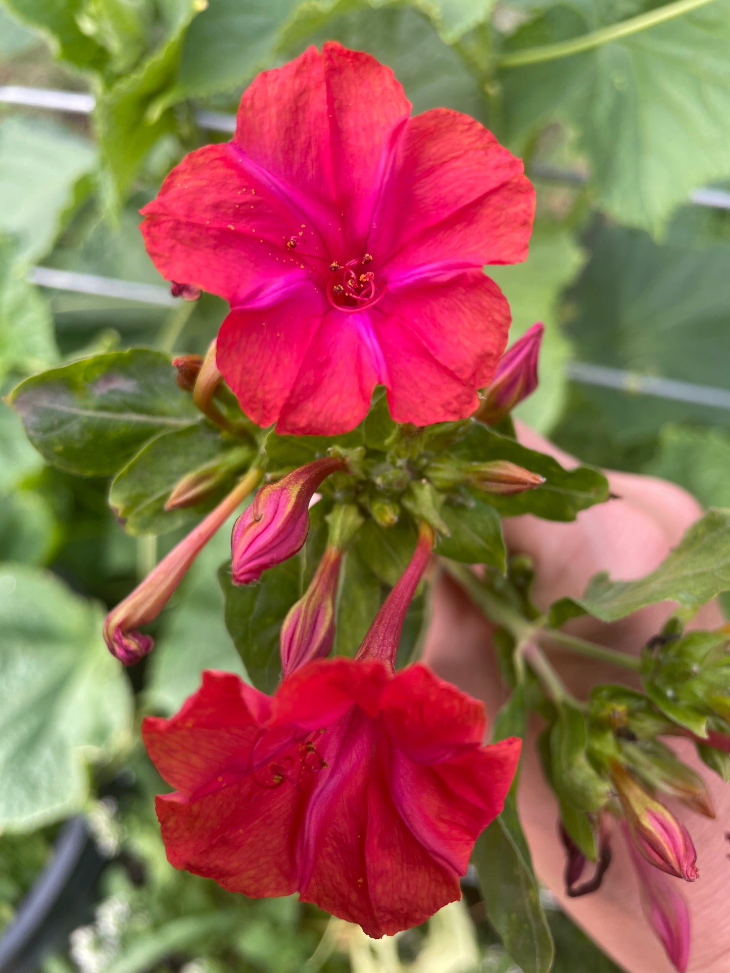 Hot Pink Four O'Clocks