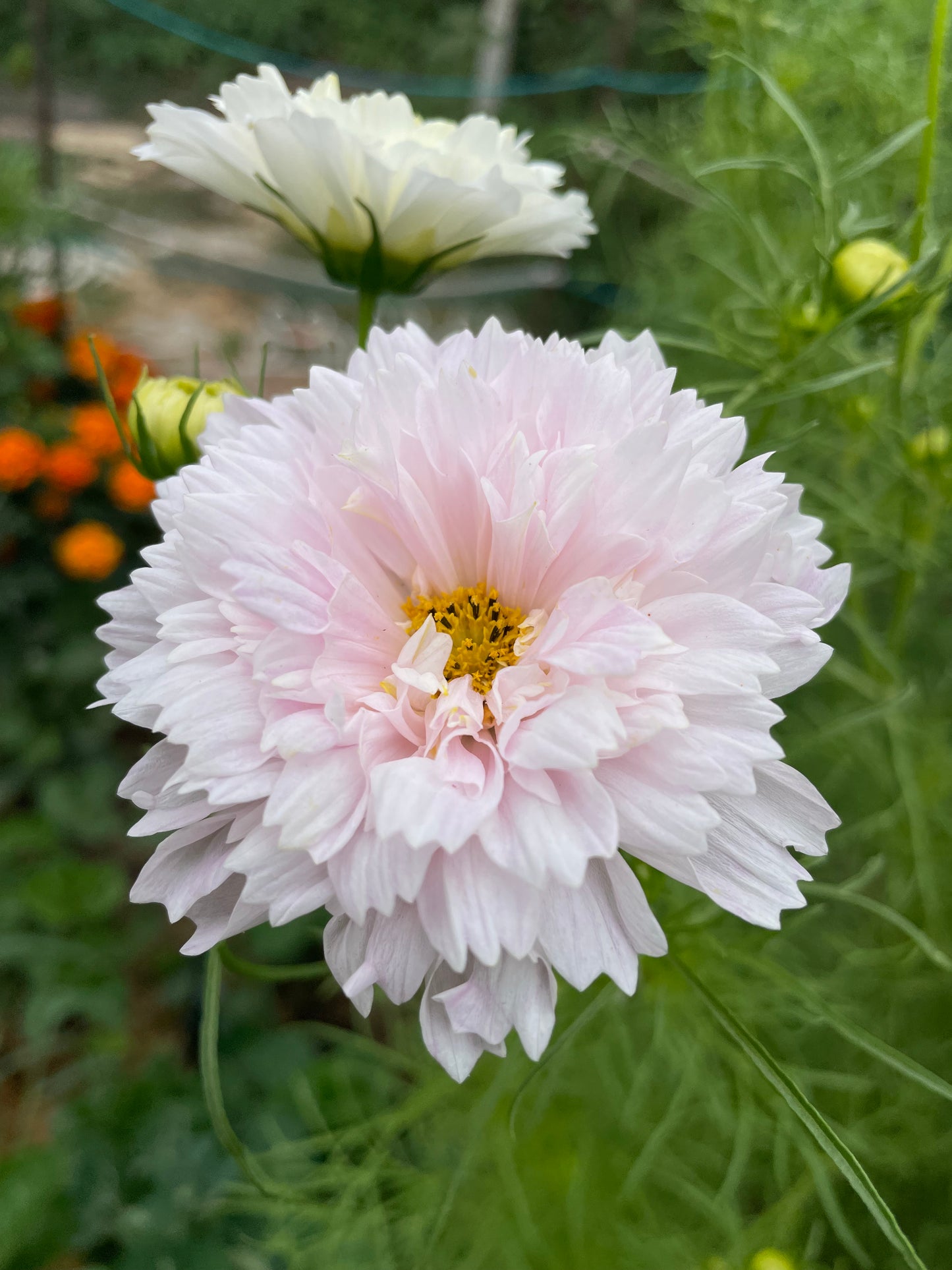 cosmos double click white flowers from seed in very light pink