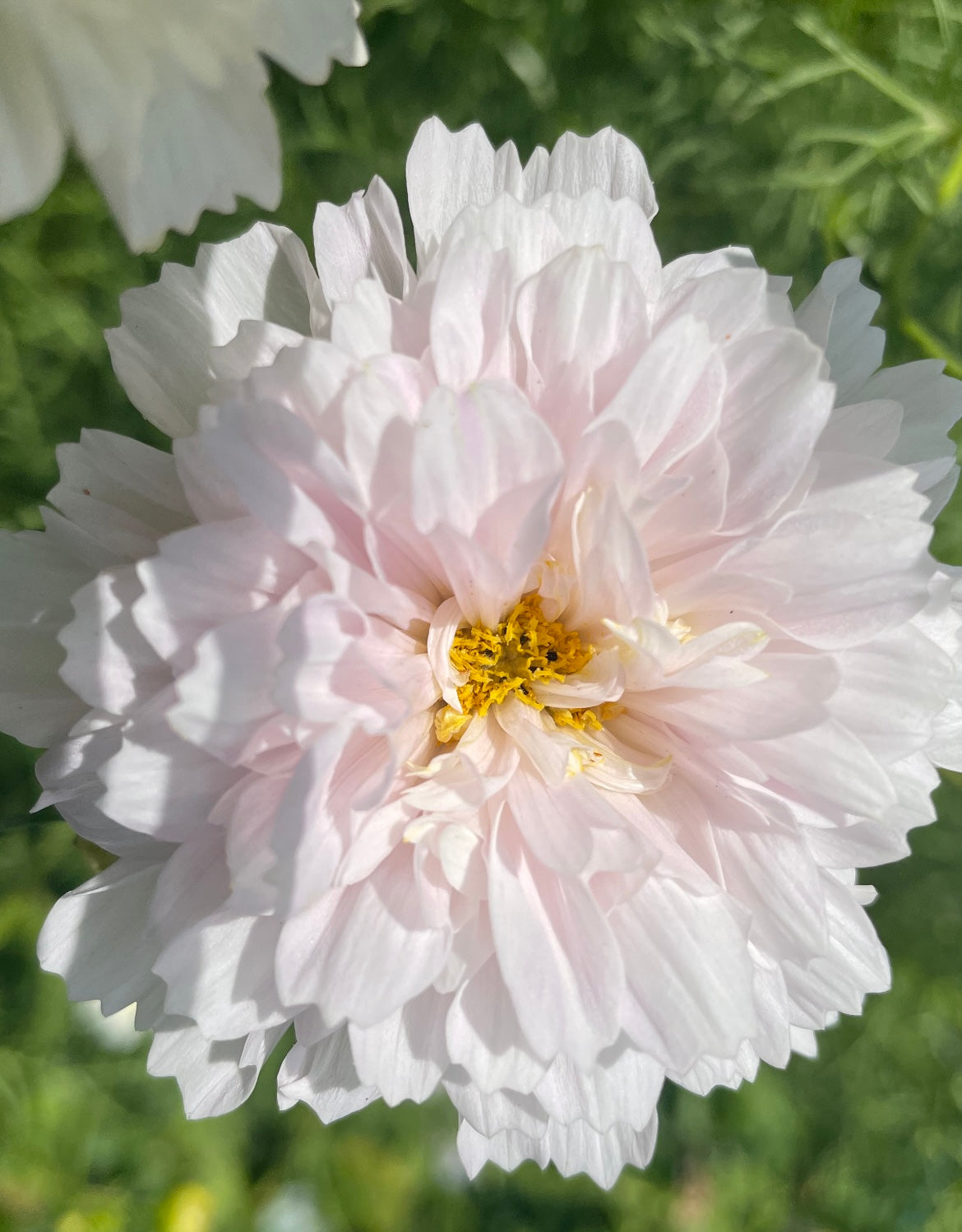 cosmos double click white flower from seed in white