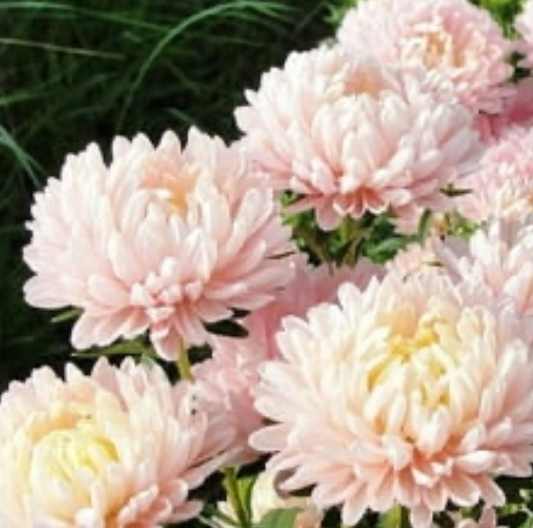 Apricot Peach Peony Duchess Asters | Heirloom Flower Seeds