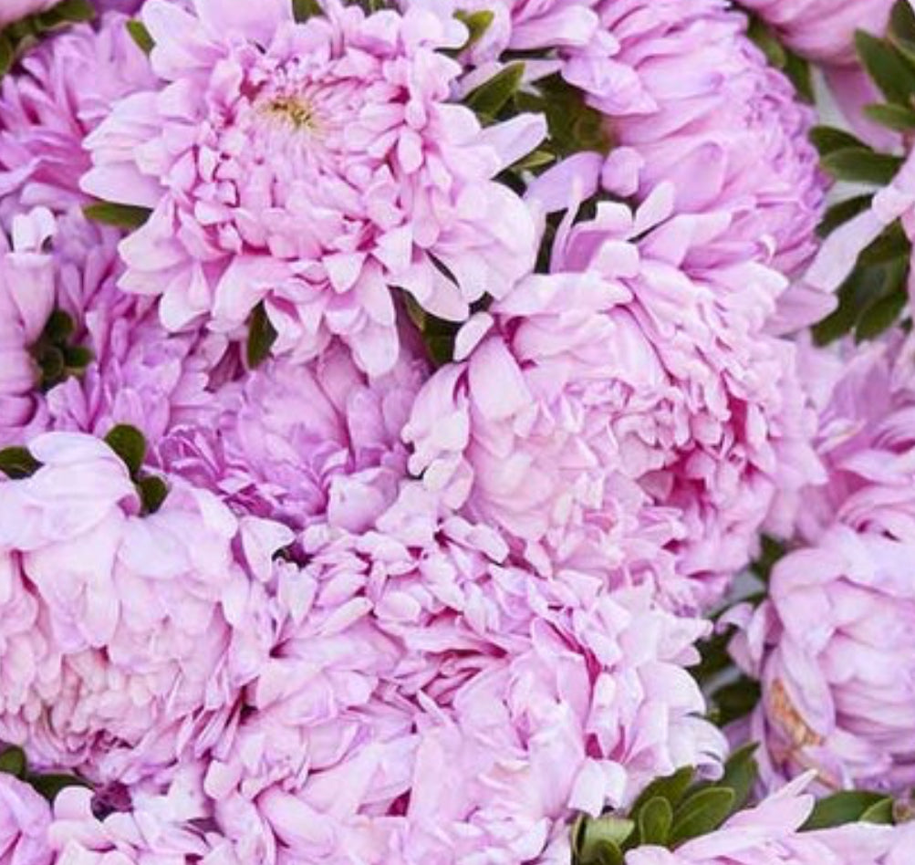 Coral Rose Peony Duchess Asters | Heirloom Flower Seeds