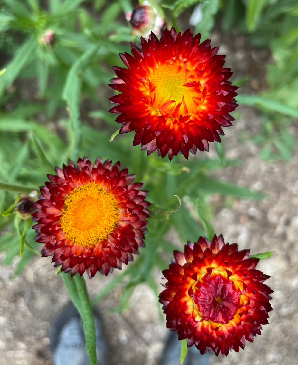 copper red strawflower seed