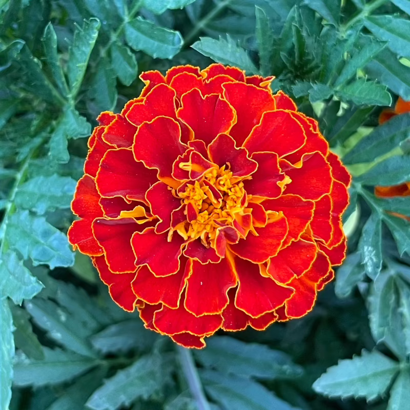 red marigold flower seed Red Cherry Marigold Seeds