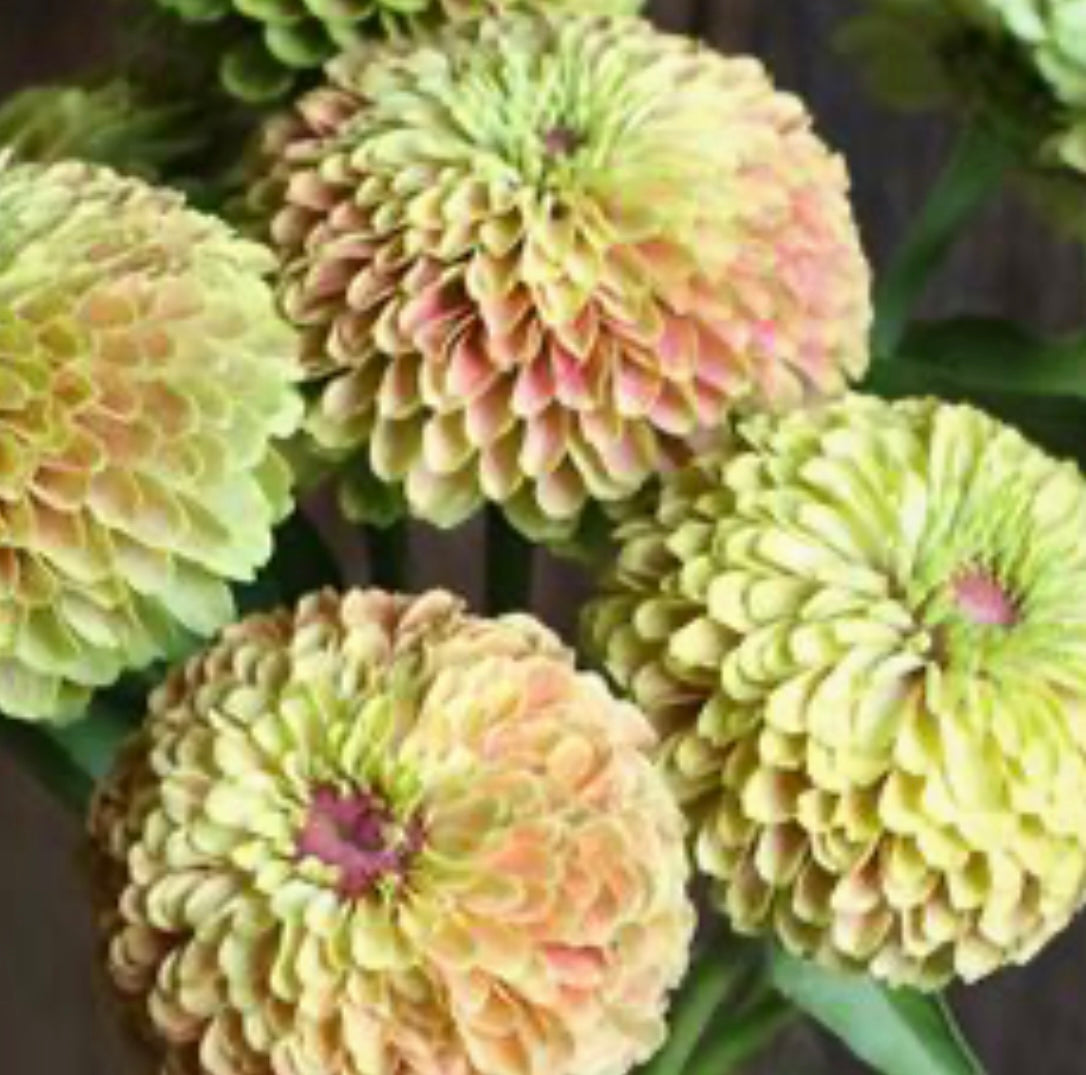 Queeny Lime Zinnia Seeds