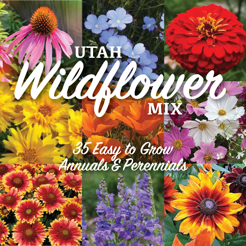american seed pollinator wildflower blend Utah Wildflower Pollinator Seed Mix BULK PACK (Western USA & midwest compatible)