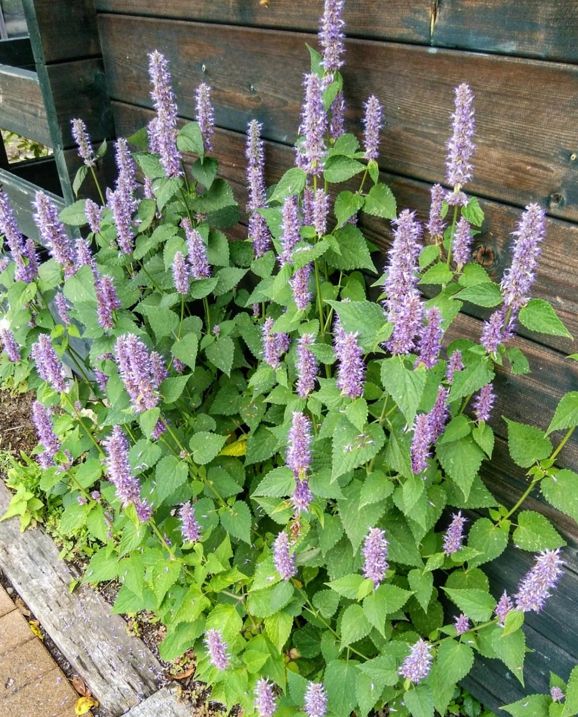 lavender hyssop seeds Anise Hyssop Seeds – Heirloom Perennial Herb
