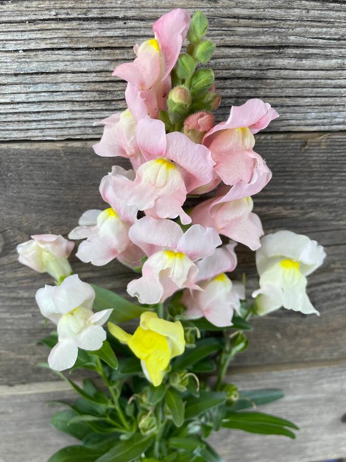 Apple Blossom Snapdragon Seeds