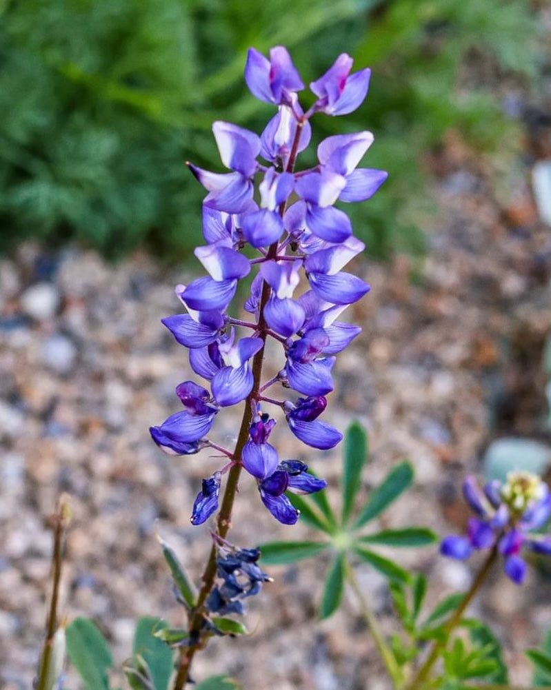 Arroyo Lupine Seeds