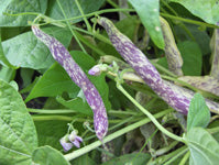dragon tongue purple beans with white specks and a green leafy background from seeds