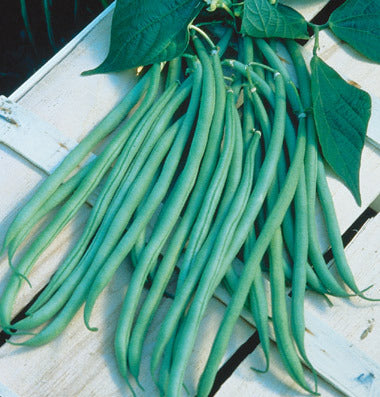 Maxibel Bush Heirloom Bean Seeds