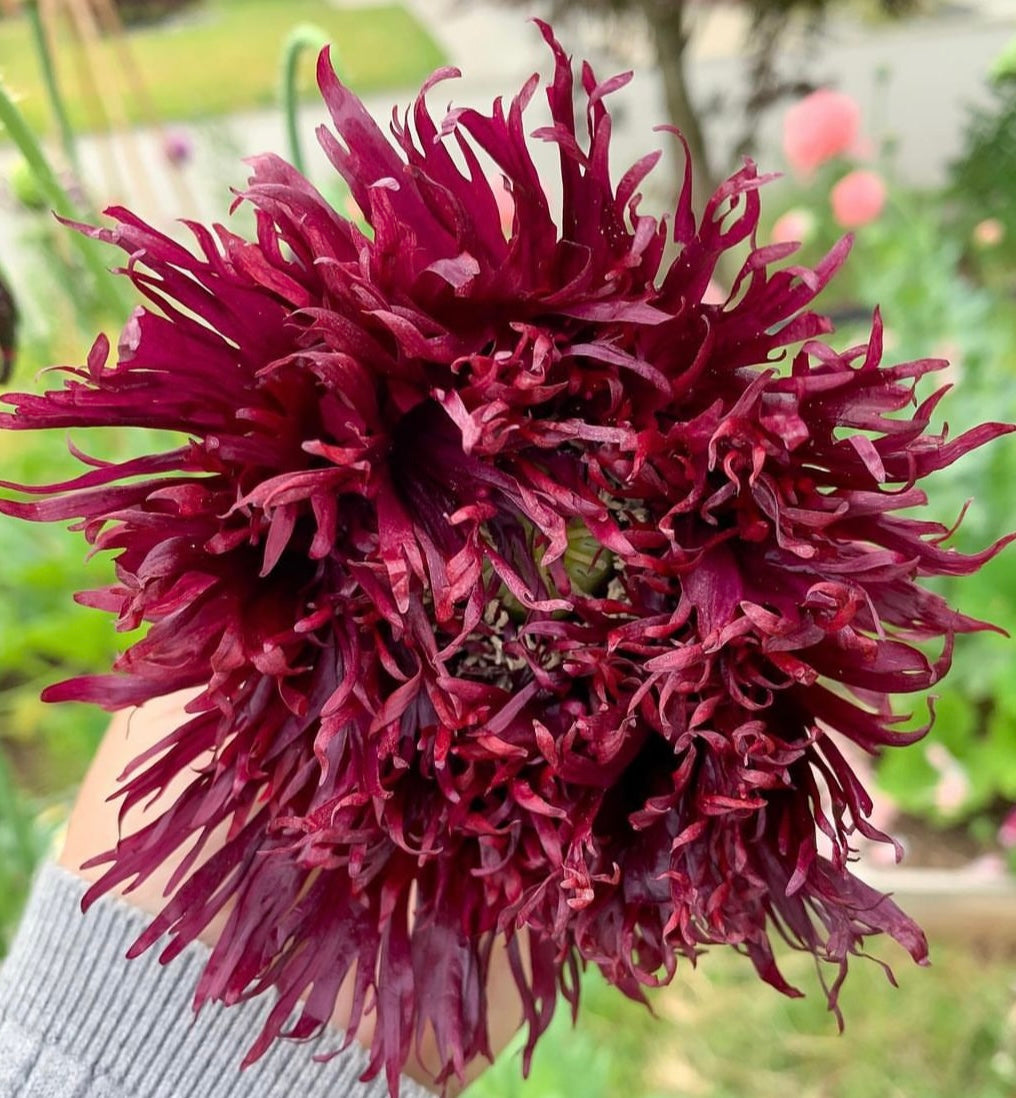 black poppy flower seeds Black Swan Poppy Seed