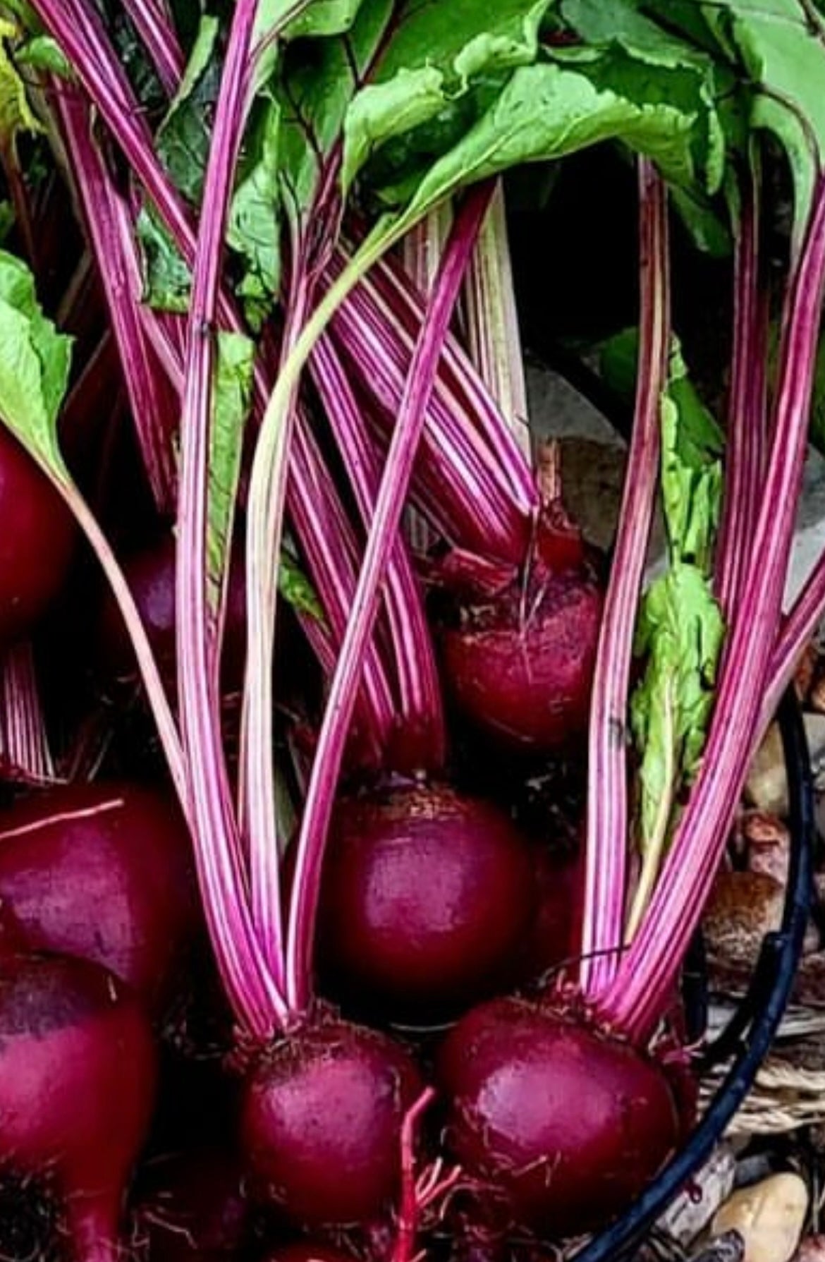 Bulls Blood Beet Seeds