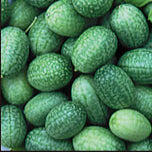 Mexi Sour Gherkin Cucumber