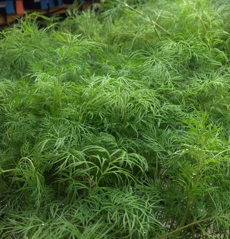 Cutting Celery Seeds