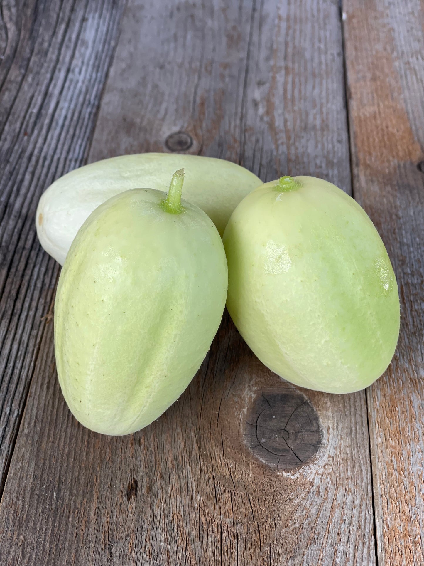 Dragon's Egg Cucumber