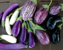 Eggplant Mixer | Open Pollinated | Superior Flavor