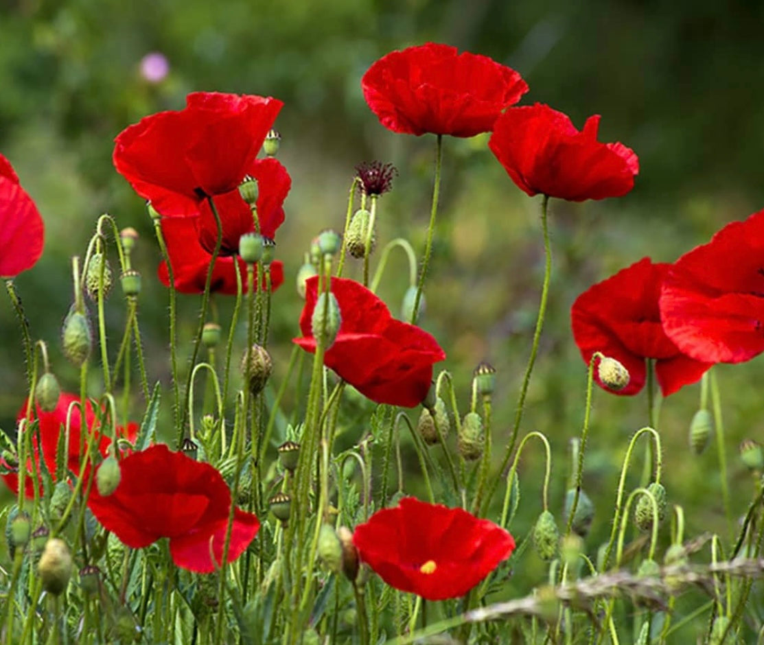 red flanders poppy flower blooms with green stems