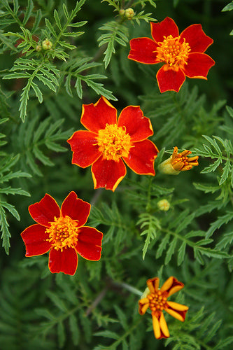 gem marigold seeds Red Gem Marigold Seeds