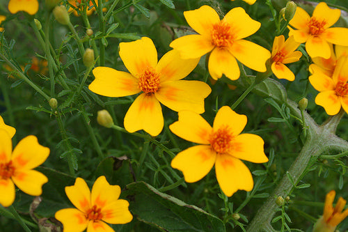 tangerine gem marigold seeds Tangerine Gem Marigold