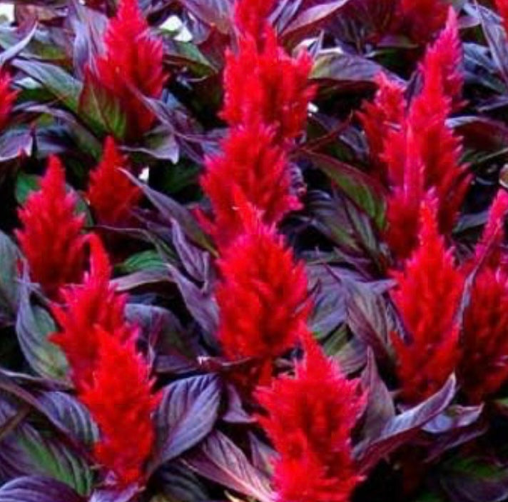 Celosia Forest Fire | Stunning Red Flower Seed