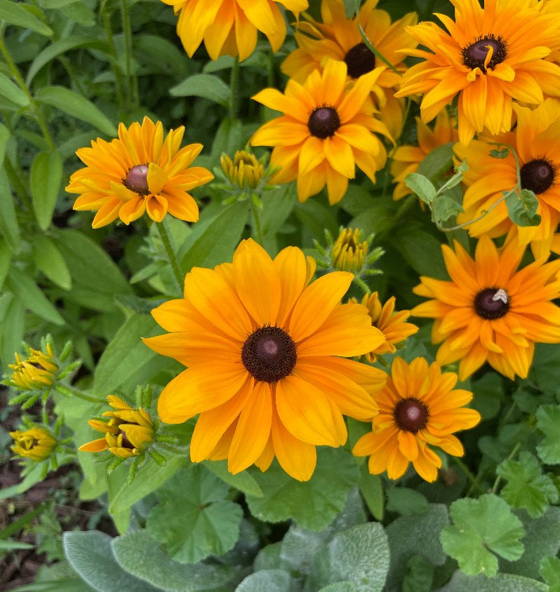 goldilocks rudbeckia flower seeds
