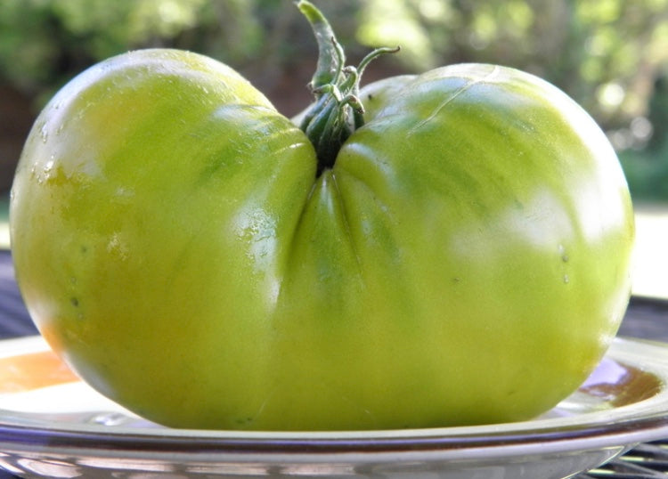 large green slicing Cherokee Green Beefsteak tomato with dark green stem