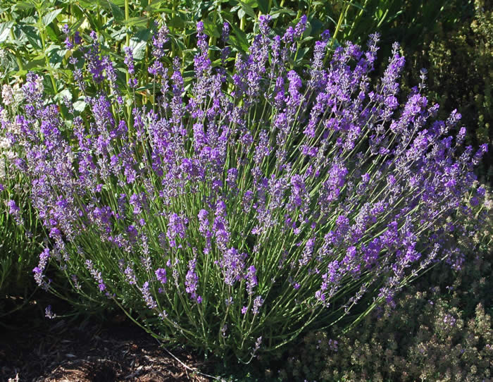 Vera Lavender