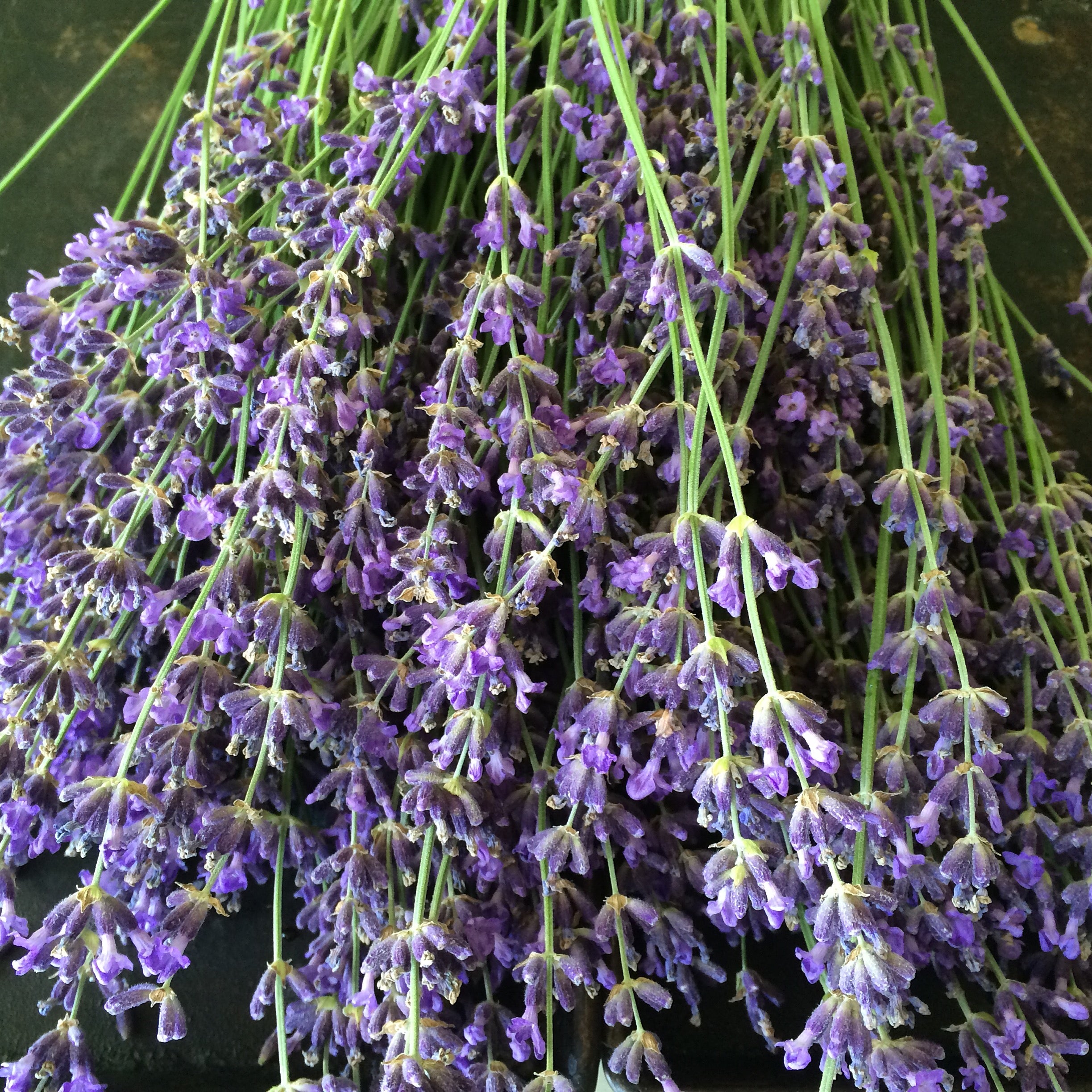 lavender vera plant Vera Lavender – New Earth Seeds