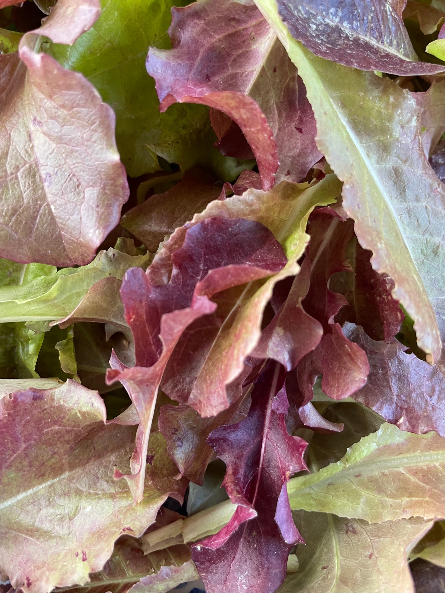 Ruby Reds Lettuce Mix