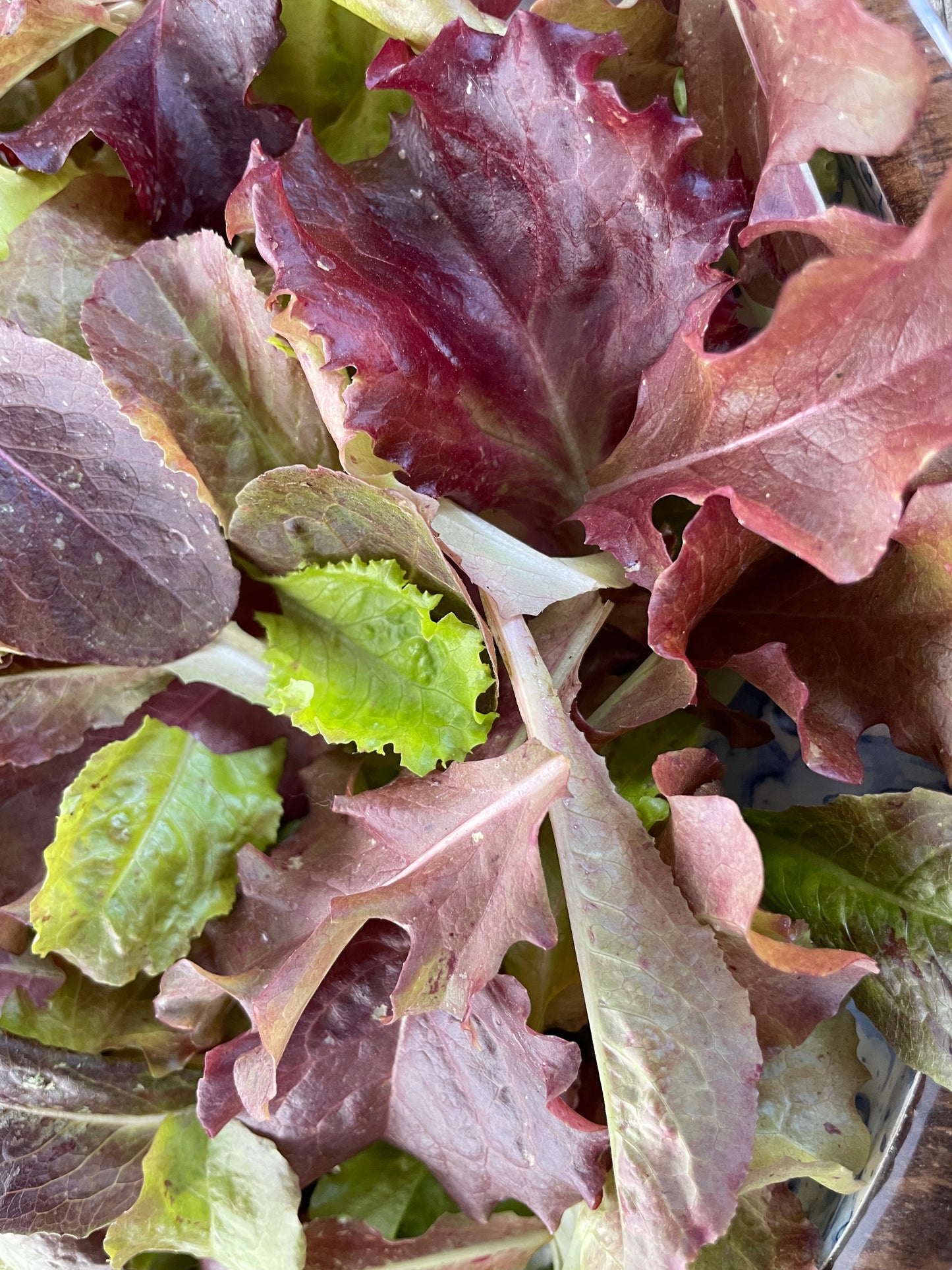 Ruby Reds Lettuce Mix