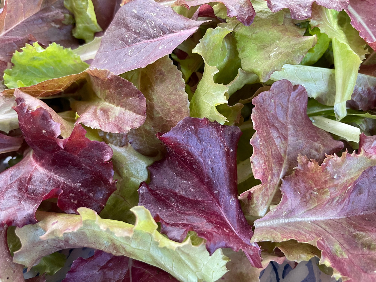 Ruby Reds Lettuce Mix
