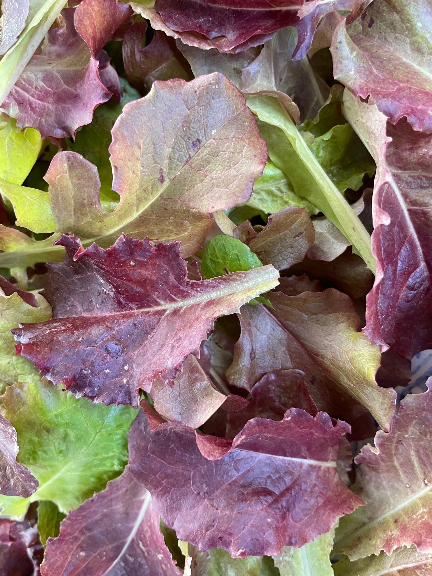 Ruby Reds Lettuce Mix