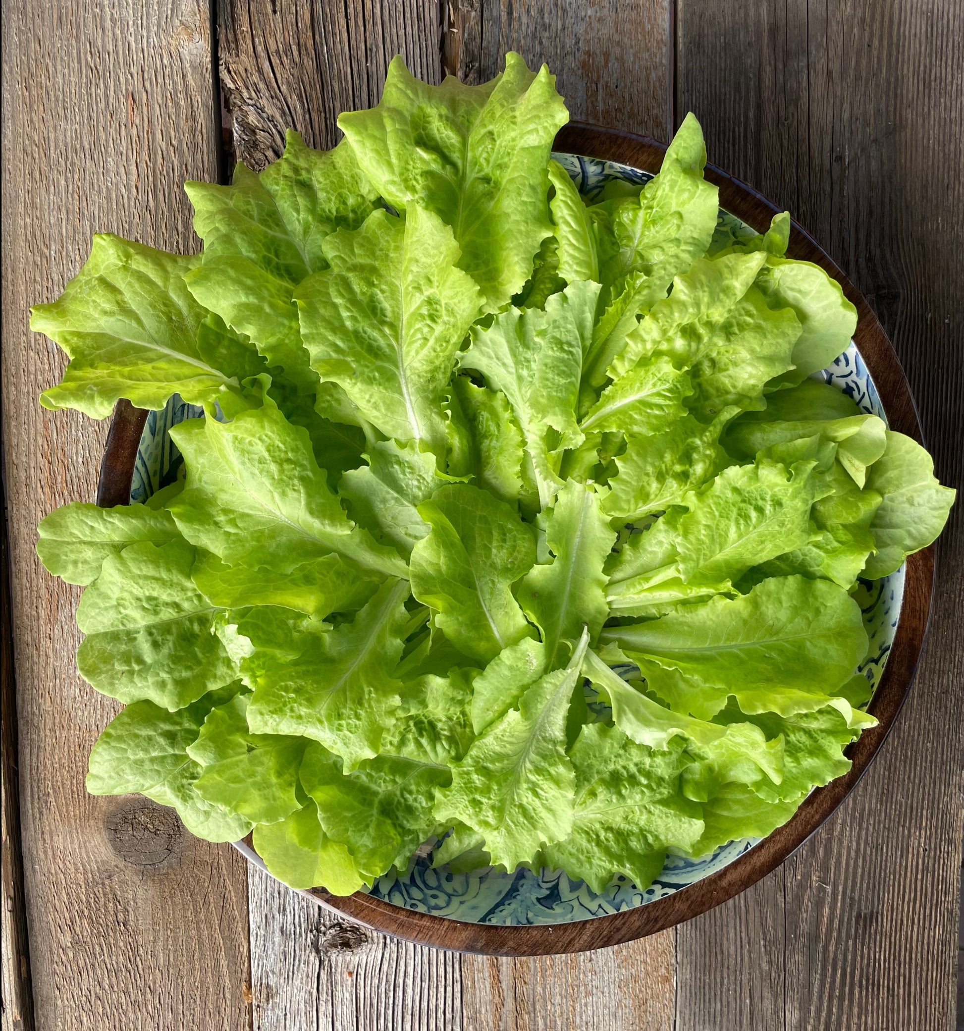 Simpson Lettuce Seeds