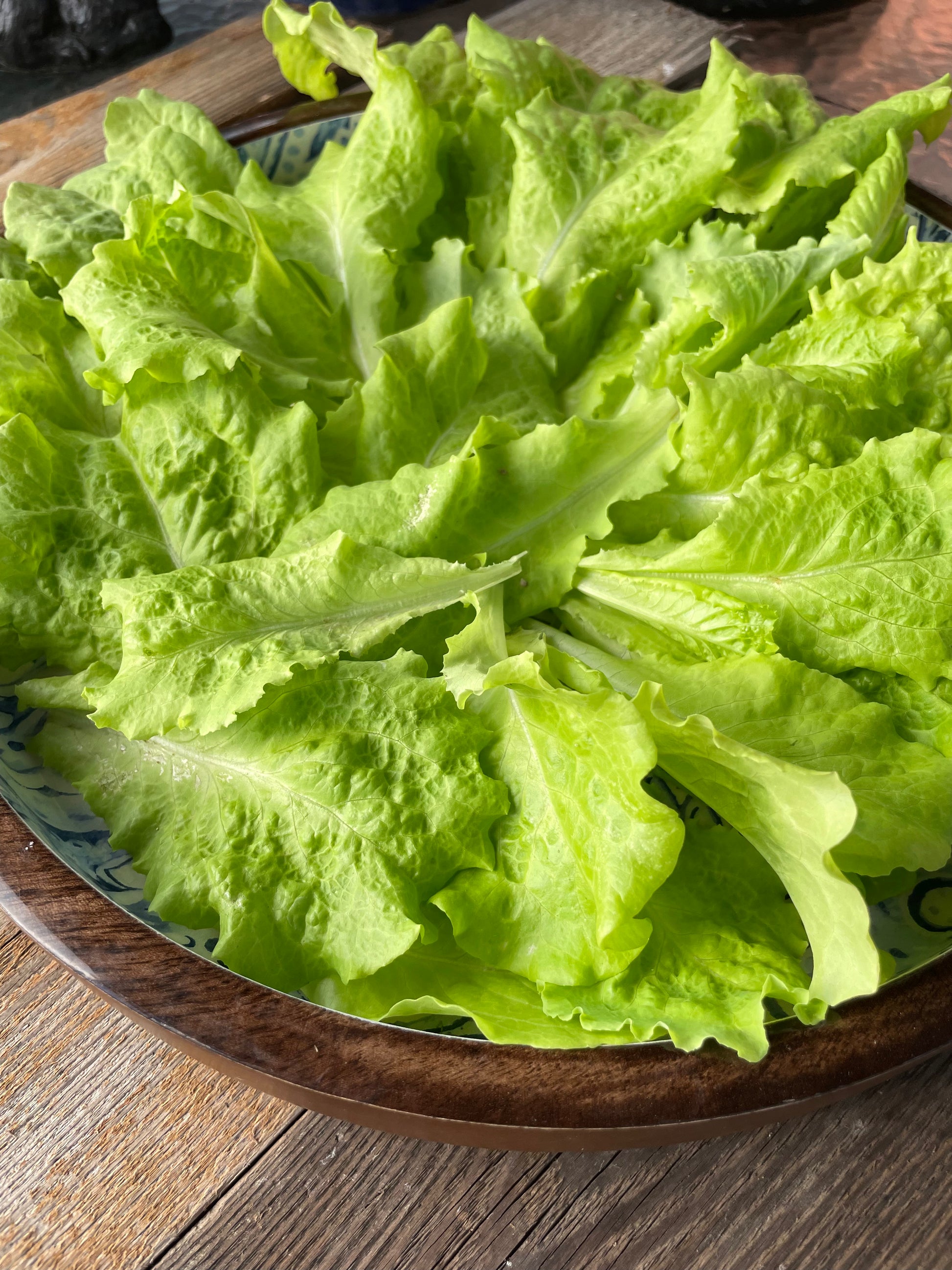 Simpson Lettuce Seeds