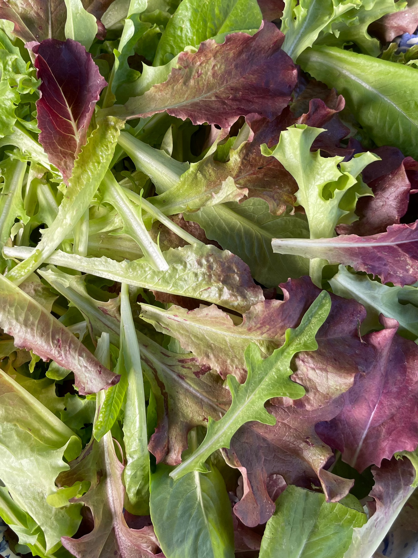 Grateful Gourmet Lettuce Mix