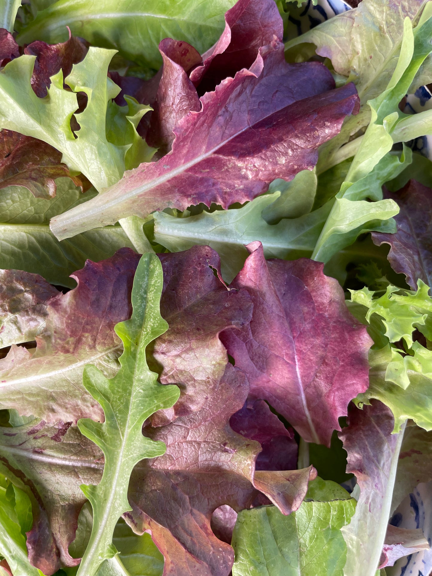 Grateful Gourmet Lettuce Mix