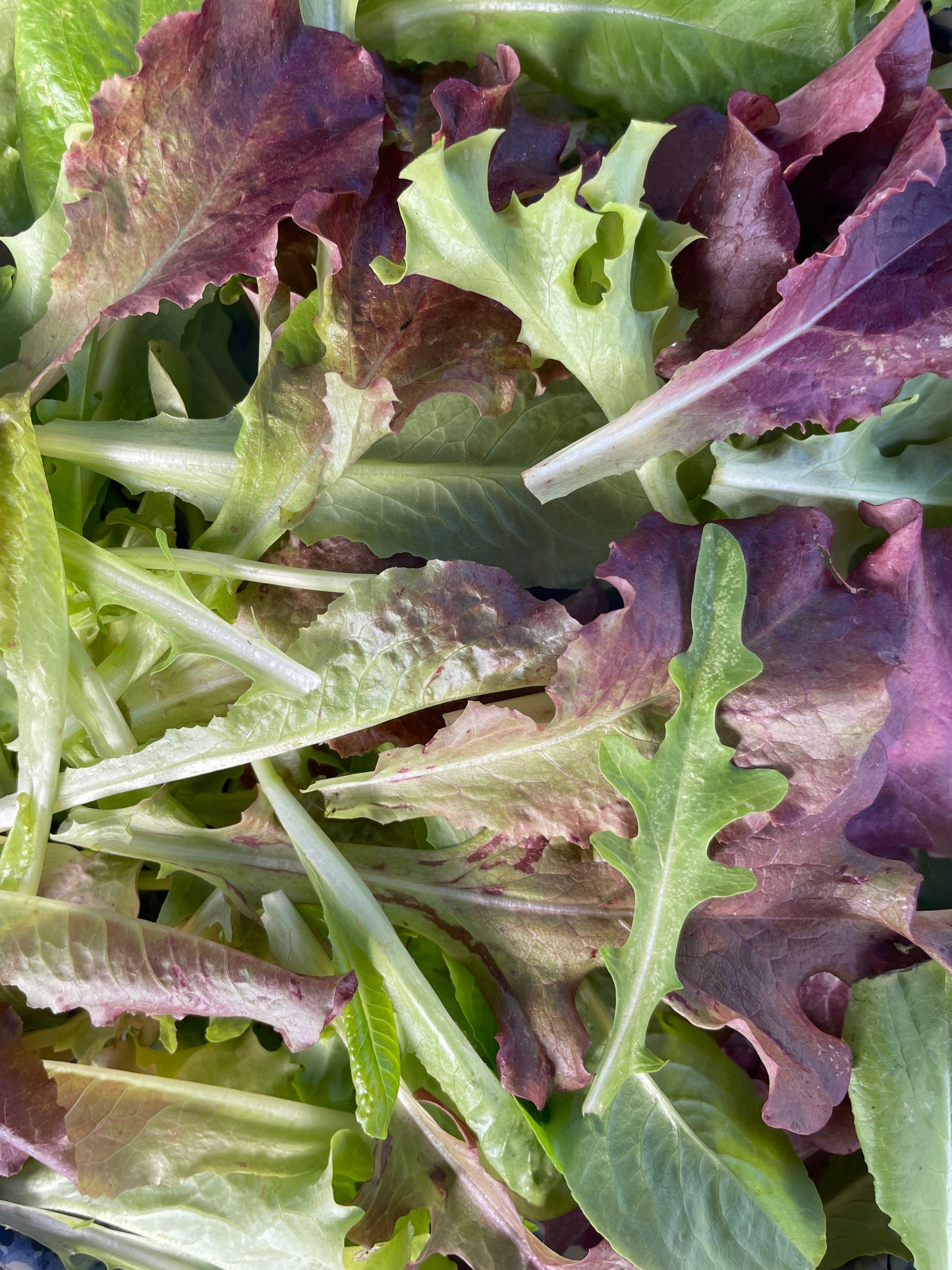 Grateful Gourmet Lettuce Mix