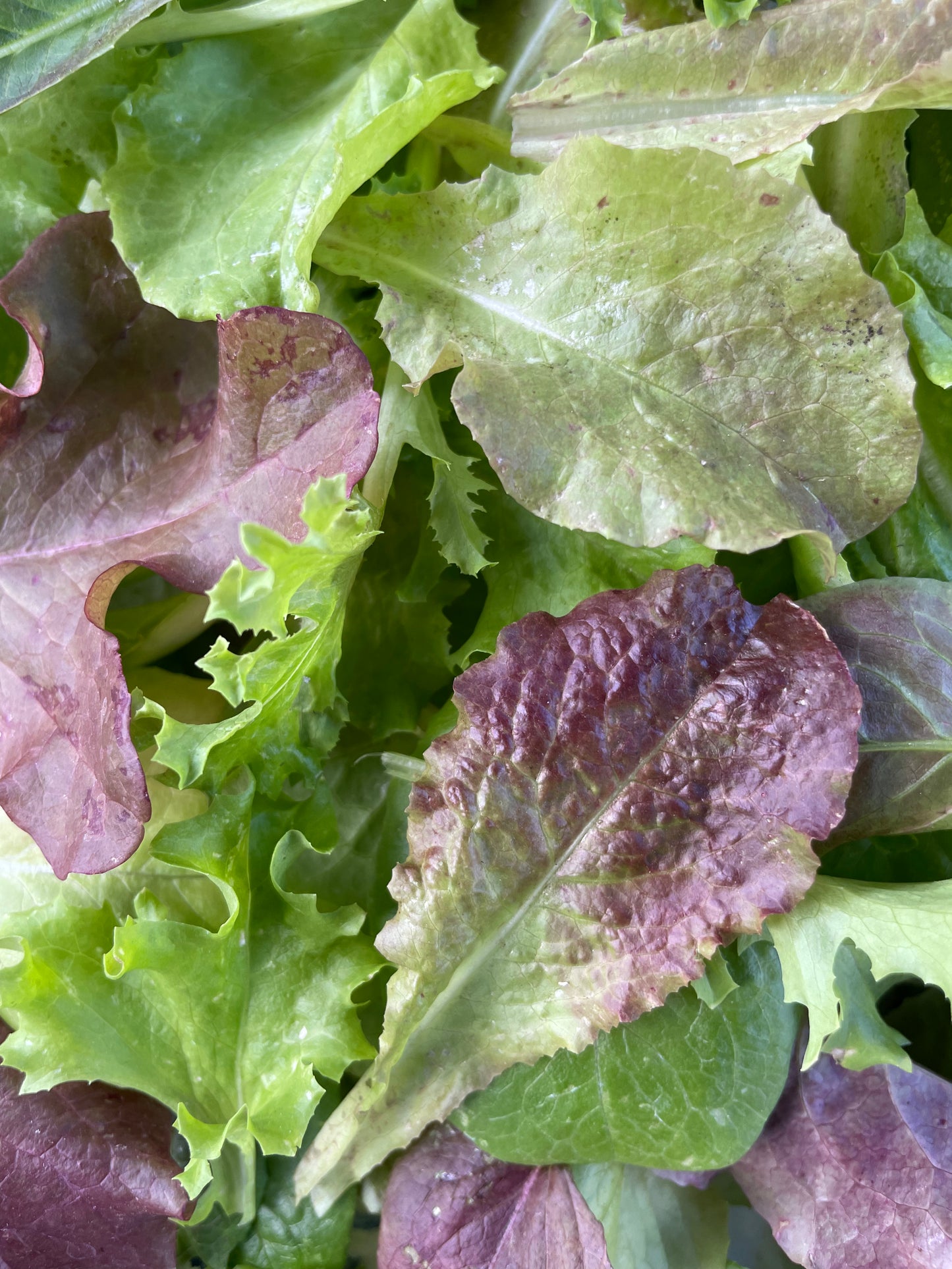 Heavenly Hardy Lettuce Mix