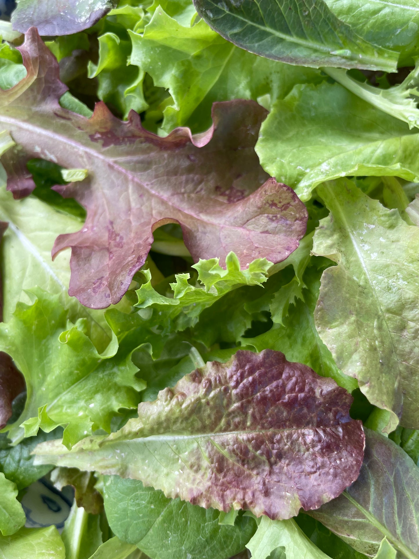 Heavenly Hardy Lettuce Mix