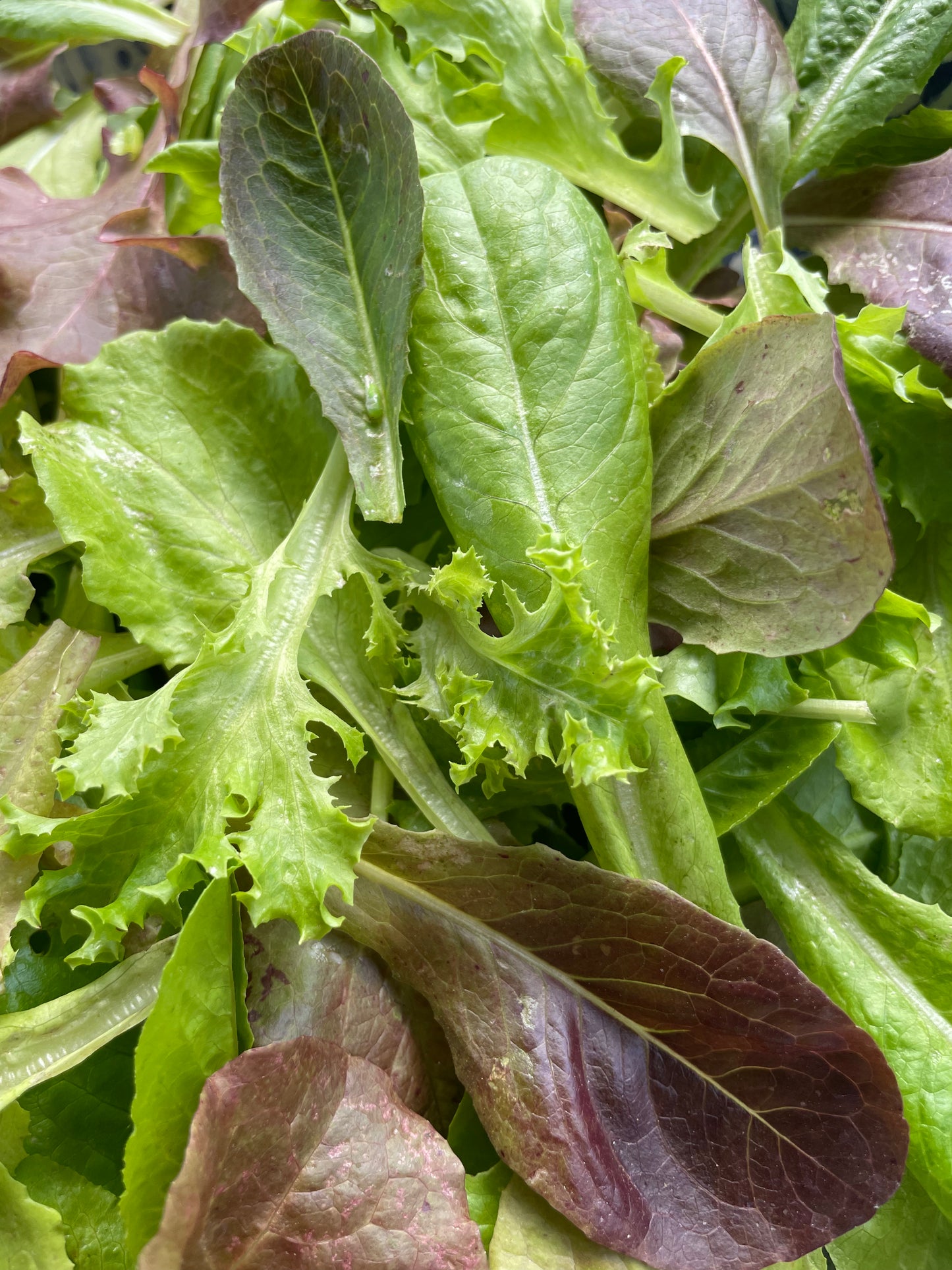 Heavenly Hardy Lettuce Mix